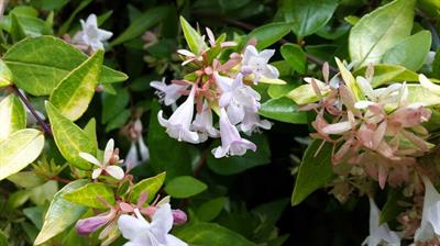 Abelia grandiflora